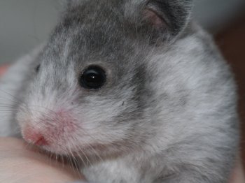 Nogmaals een Syrische hamster, schimmel