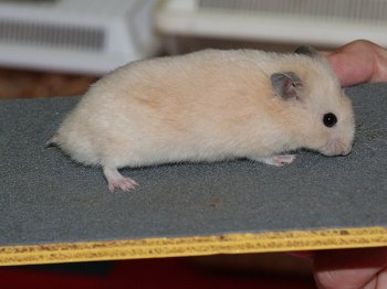 Jonge Syrische hamster, kleur Crème